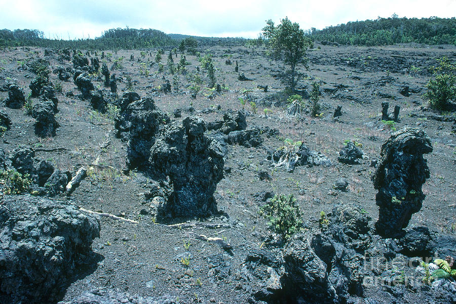 Lava Tree Casts Photograph by Gregory G. Dimijian, M.D.