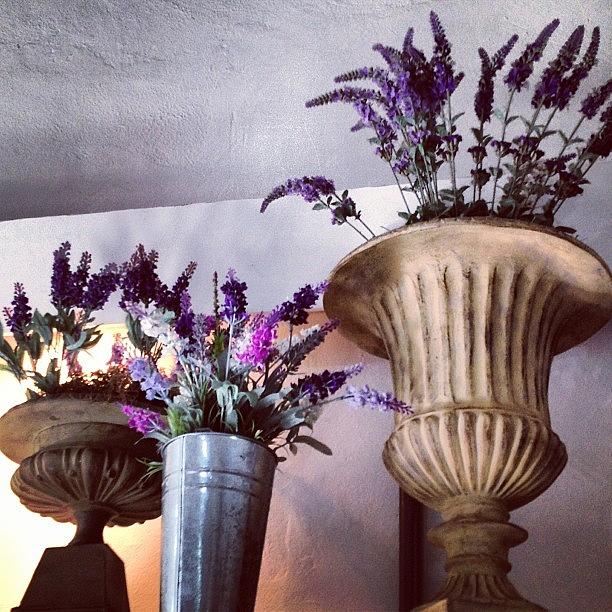 Decorative Photograph - Lavanda vases by Tatiana Alves