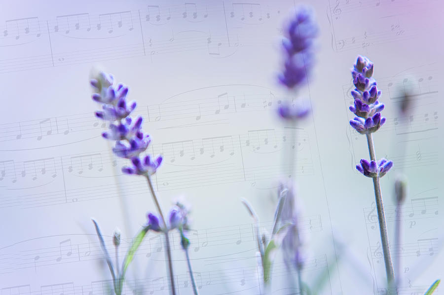 Nature Photograph - Lavender Blues by Jenny Rainbow