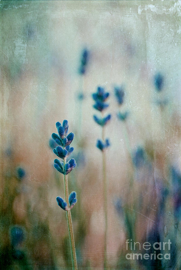 Lavender Photograph - Lavandines 02 - 222t03 by Variance Collections