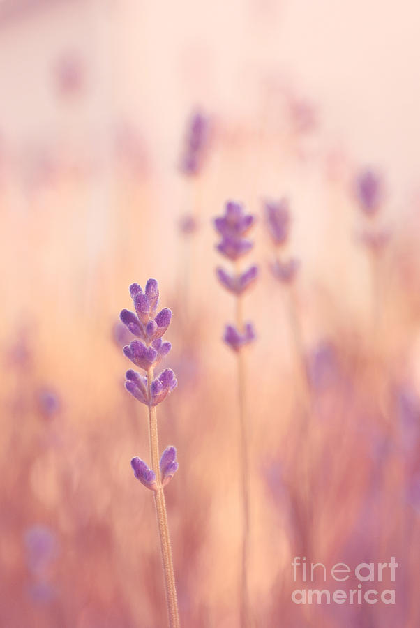 Lavender Photograph - Lavandines 02 - s09a by Variance Collections