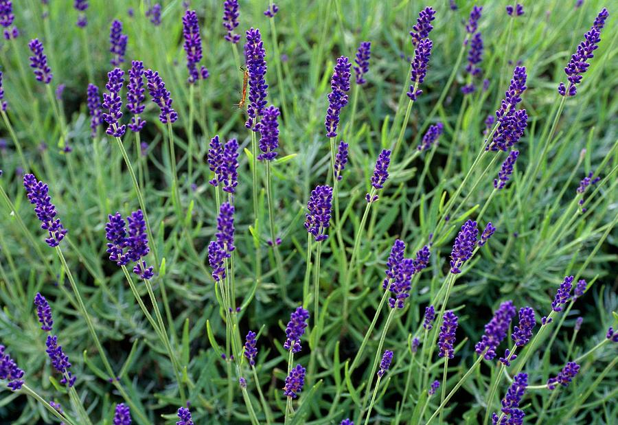 Lavandula Angustifolia Imperial Gem. Photograph by Adrian ...