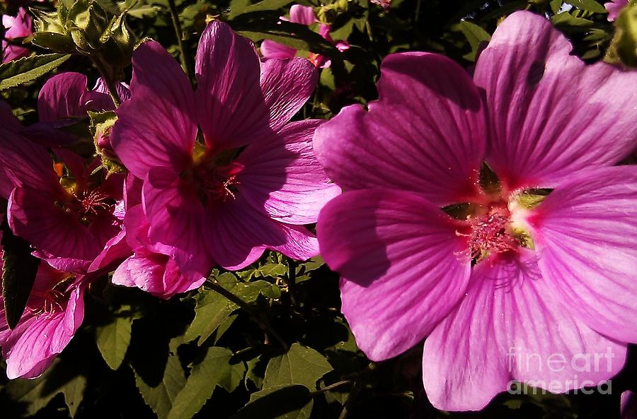 Lavatera - A Study In Pink Photograph