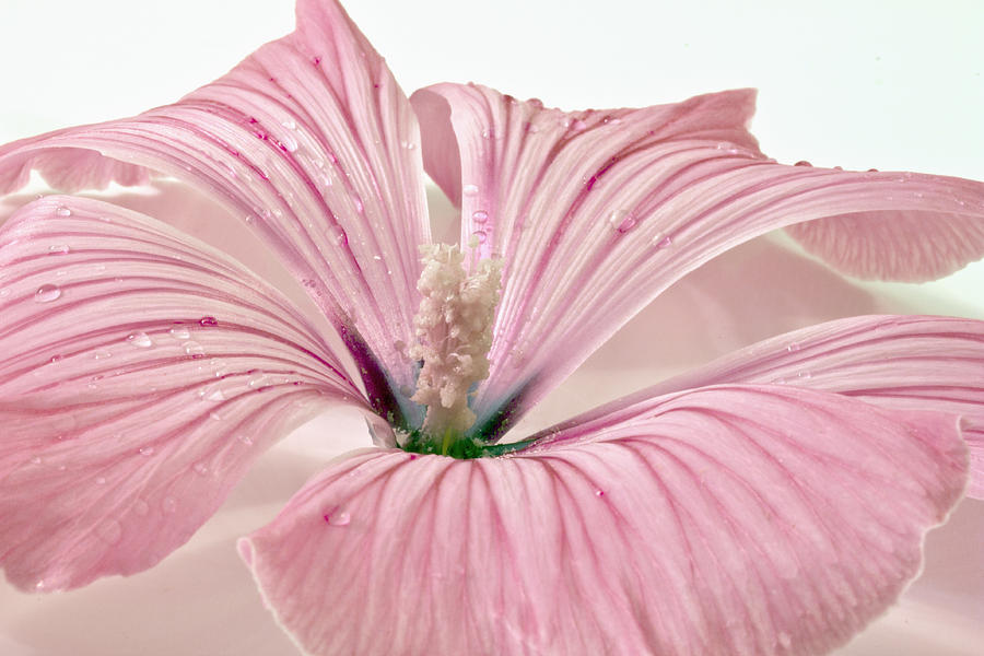 Lavatera Blossom With Rain Drops Photograph by Sandra Foster