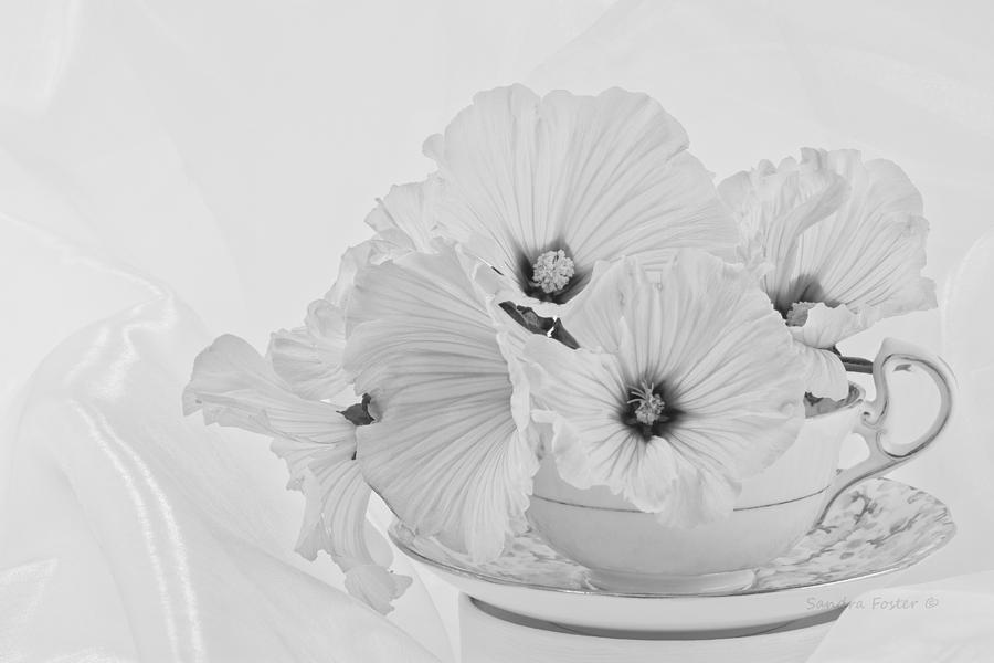 Lavatera Flowers In Tea Cup - Still Life Photograph by Sandra Foster