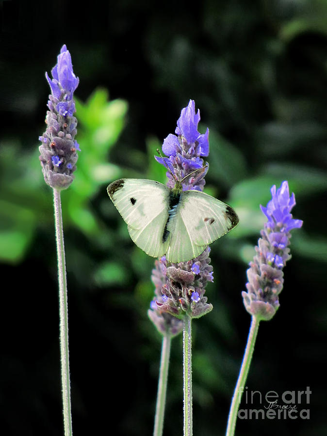 Lavendar and White Butterfly Photograph by Jennie Breeze