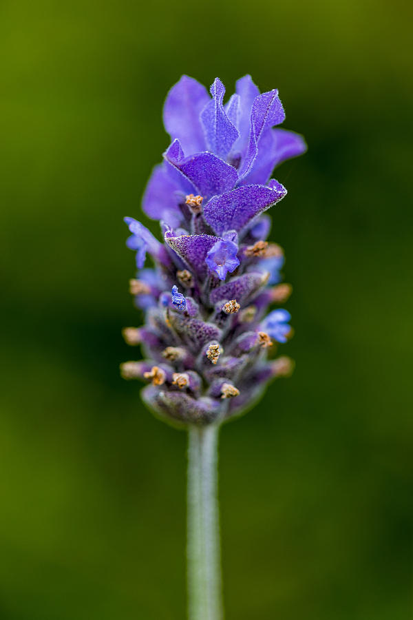 Lavendar Flower Photograph by Keith Hawley