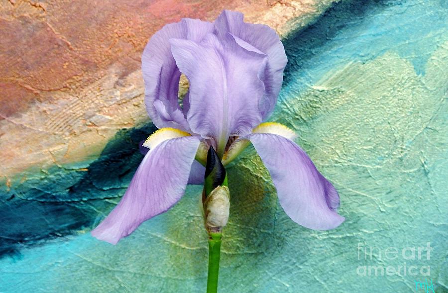 Lavendar Iris Photograph by Marsha Heiken