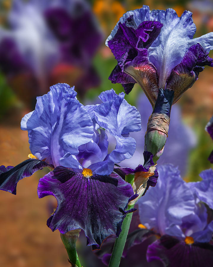 Lavender Iris Photograph by Mary Almond