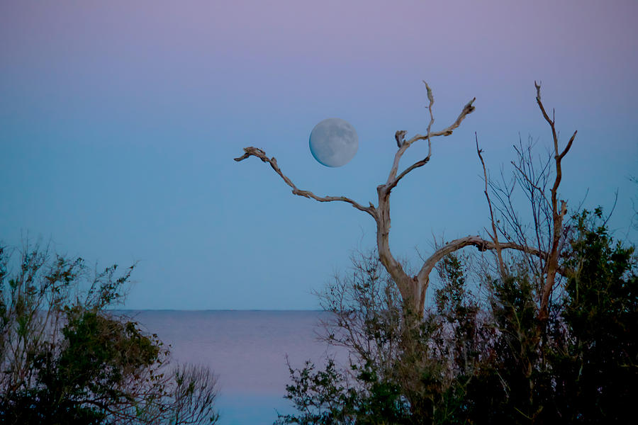 Lavendar Moon Photograph by Paula OMalley