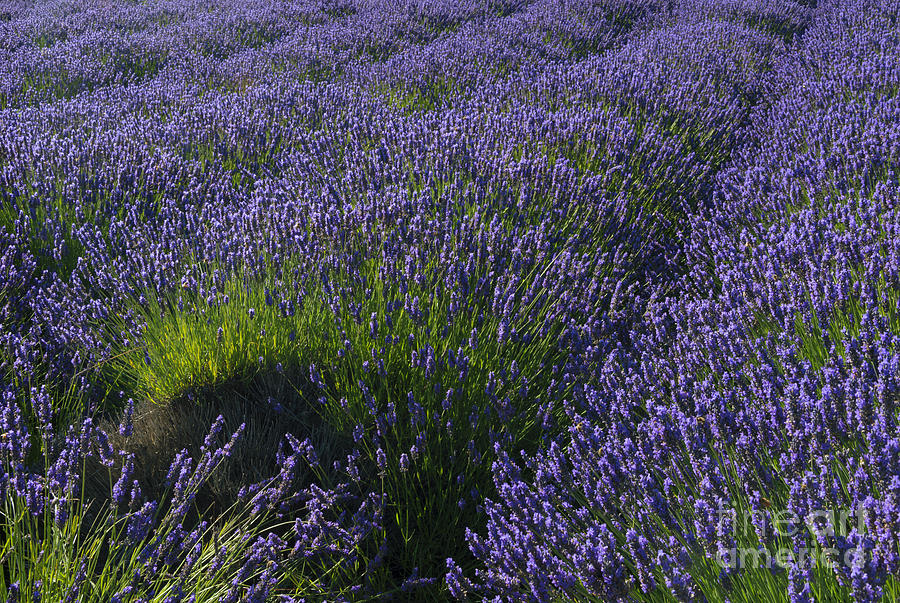 Lavender Rows Photograph by Michael Dawson