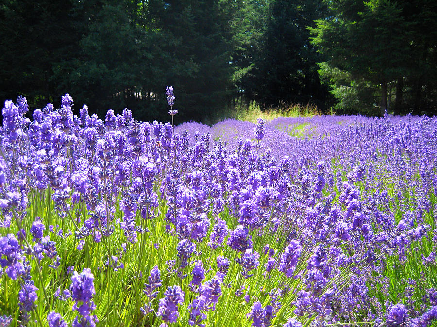 Lavender View Photograph by Kathy Bassett