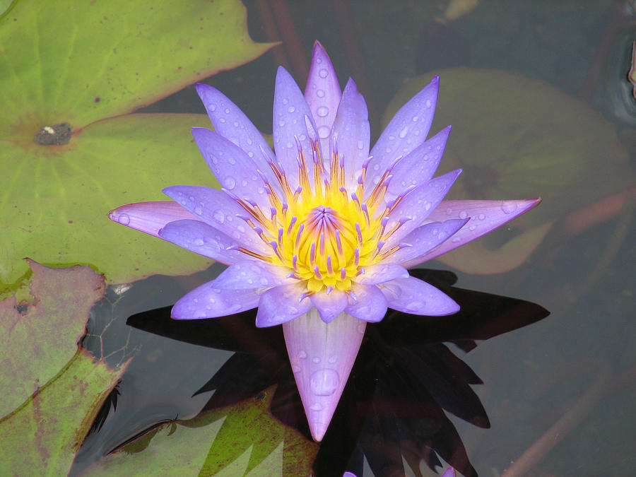 Lavendar Water Lilly Photograph by Eric Mace - Fine Art America