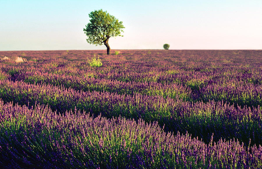 Lavende de Provence  Photograph by Kim Lessel
