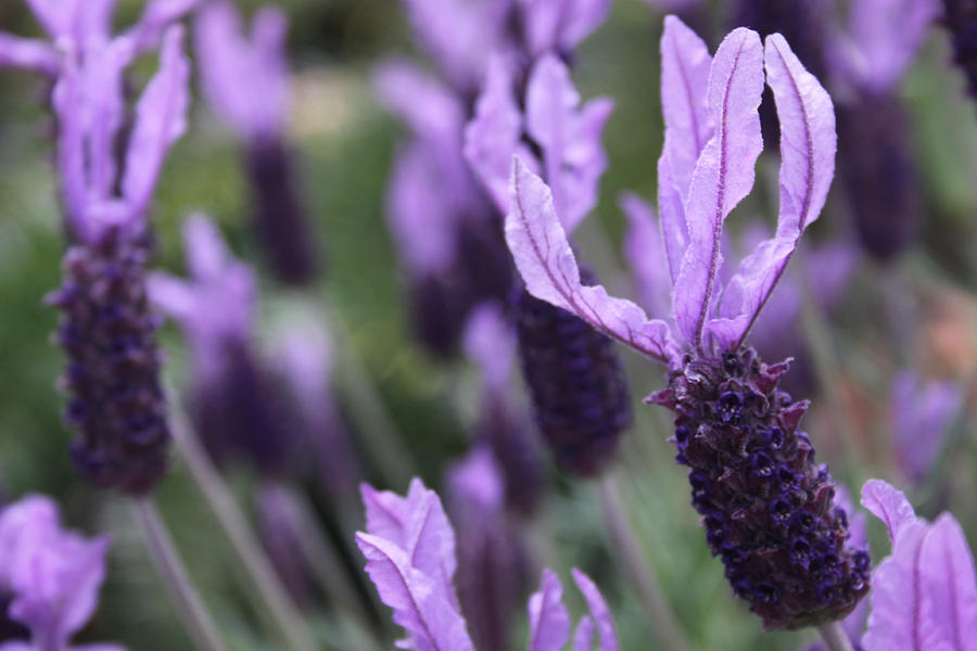Lavender 1 Photograph by Judy Winn Fine Art America