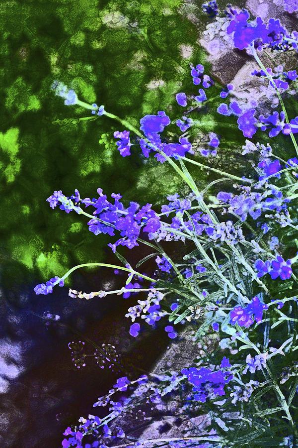 Flower Photograph - Lavender 4 by Pamela Cooper
