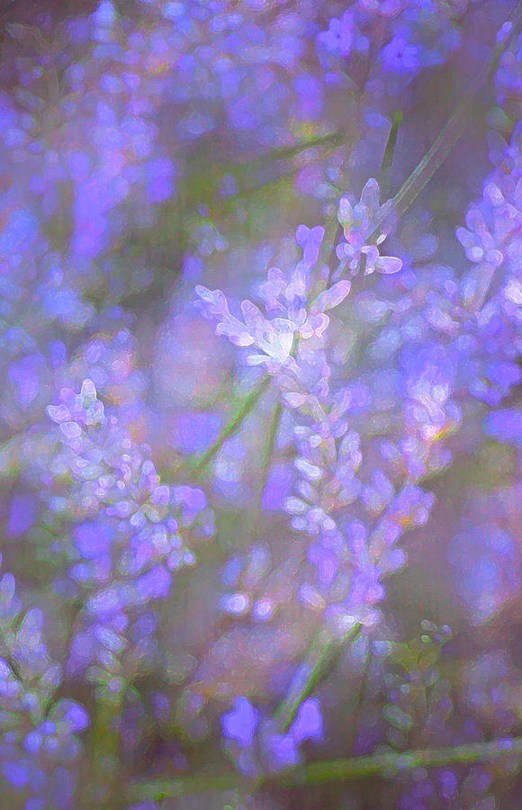 Lavender 5 Photograph by Pamela Cooper