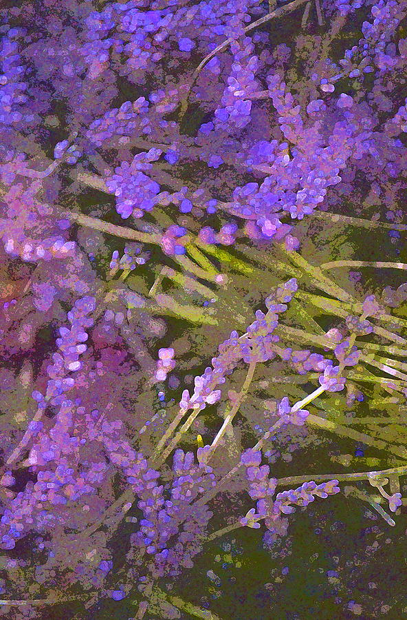Lavender 6 Photograph by Pamela Cooper