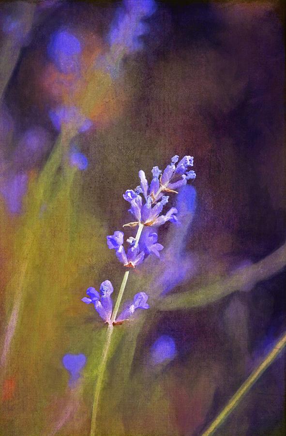 Flowers Still Life Photograph - Lavender 9 by Pamela Cooper