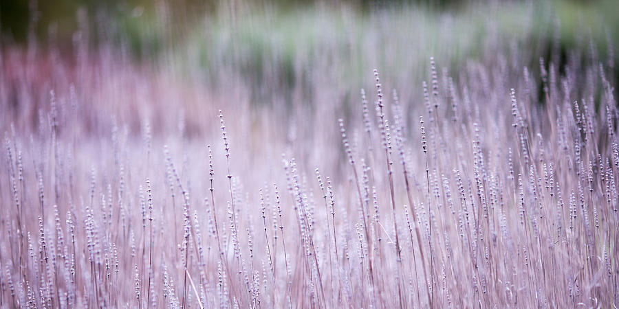 Abstract Photograph - Lavender Abstract 3 by Rebecca Cozart