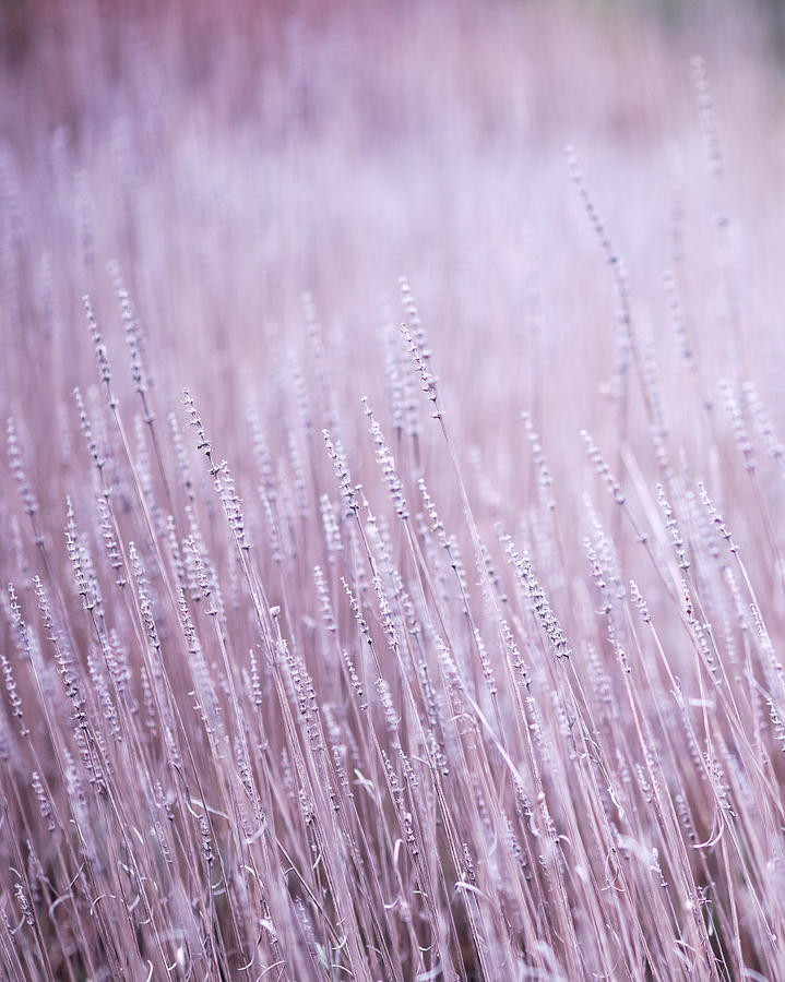 Lavender Abstract 4 Photograph by Rebecca Cozart