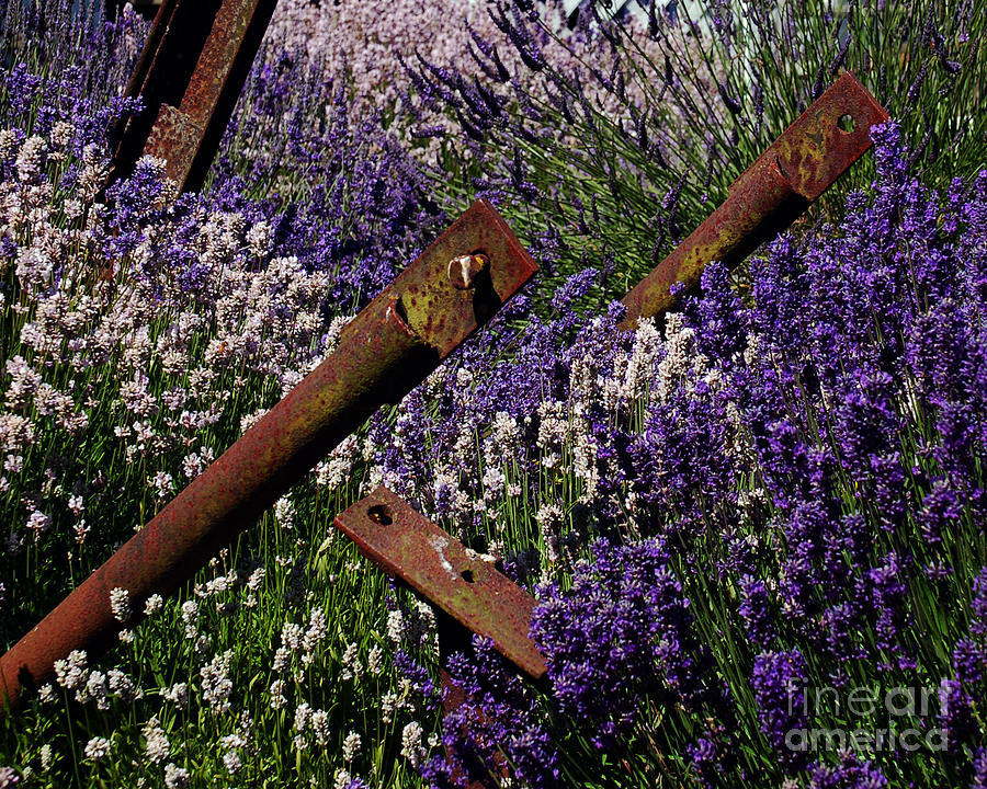 Lavender Abstract I Photograph by Chuck Flewelling