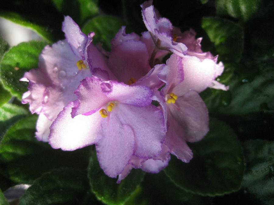 Lavender African Violet In The Sun Photograph by Elisabeth Ann