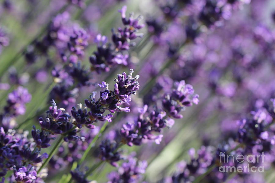 Lavender Photograph by Amanda Mohler