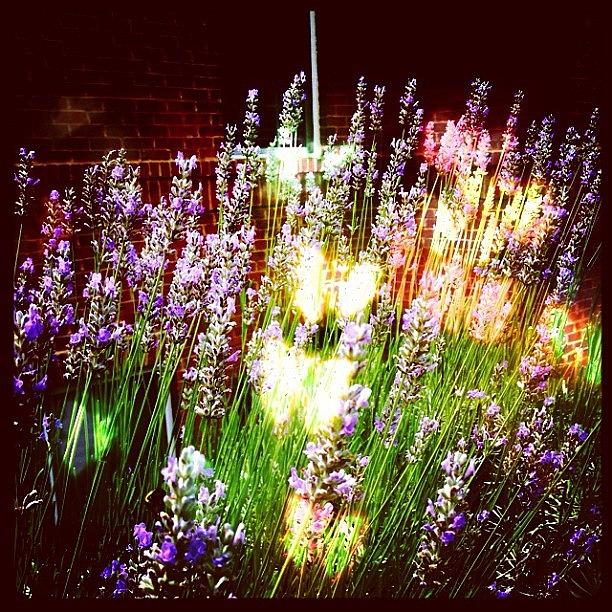 Lavender And A Million Sparkling Photograph by Rads Kowthas