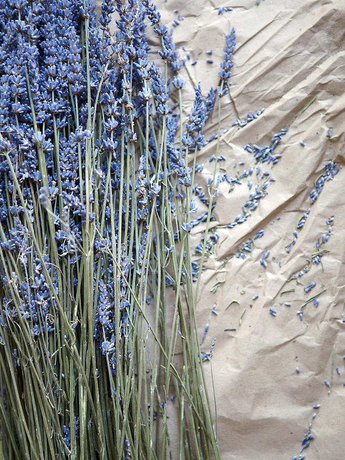 Lavender and Buds Photograph by Rebecca Cozart
