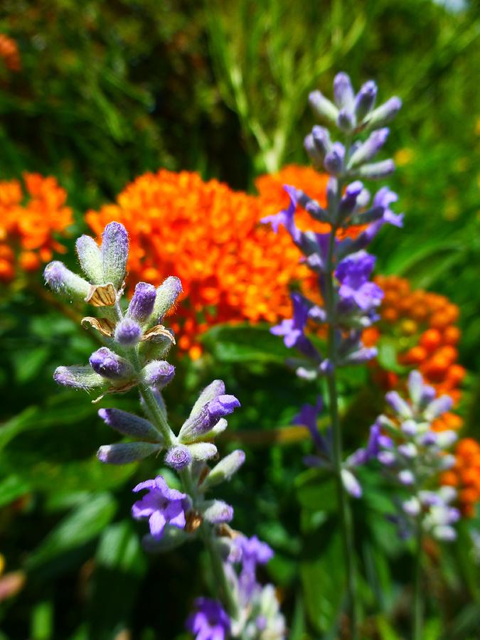 Lavender and Butterfly Weed Photograph by Jennifer Wheatley Wolf