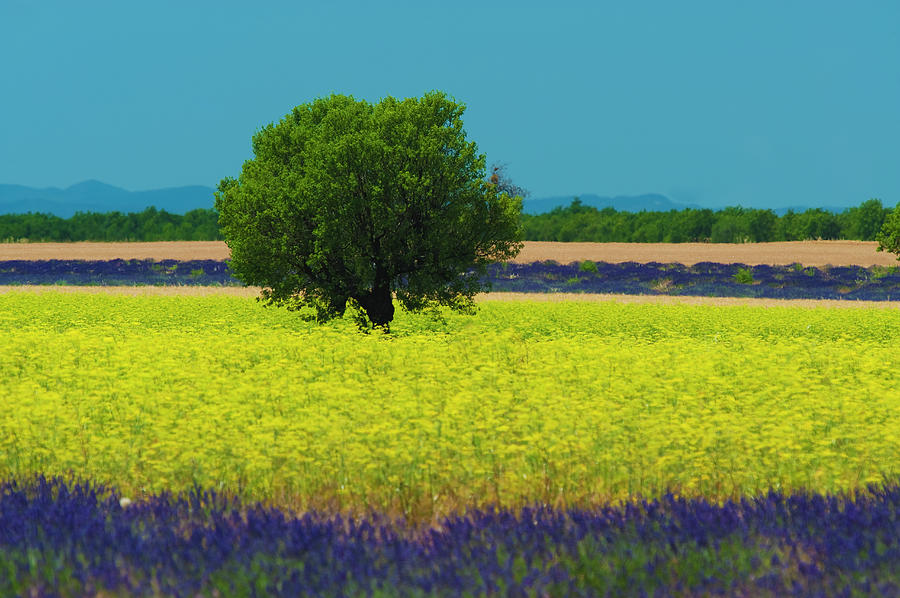Lavender And Colza In Summer, Provence Photograph by Jean-pierre Pieuchot