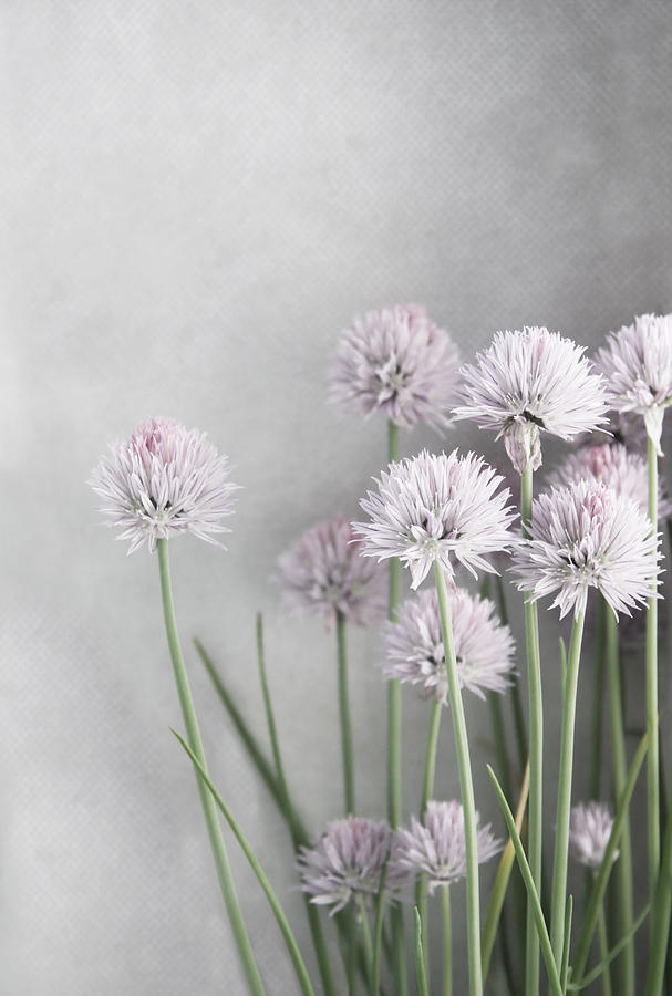 Lavender and Green Chives on Soft Gray Photograph by Brooke T Ryan