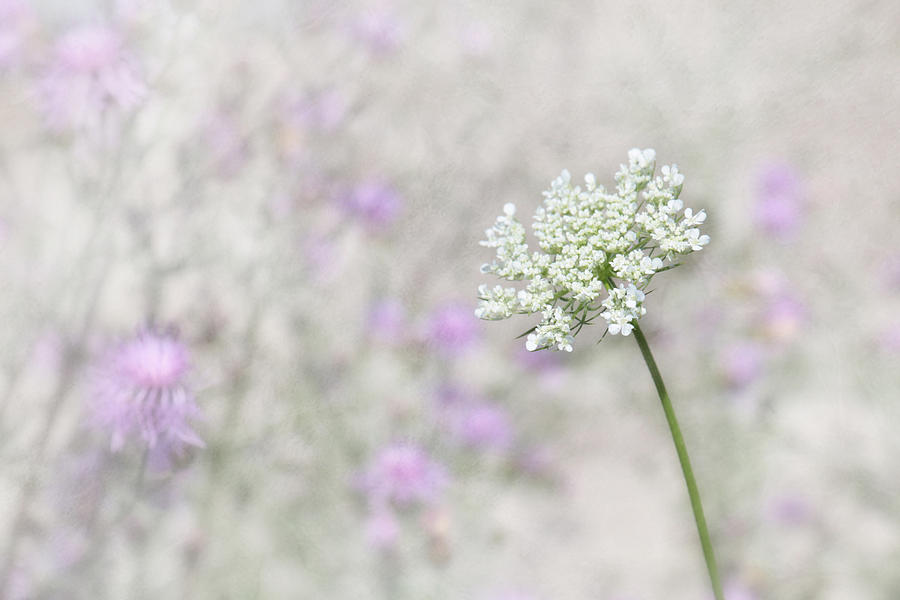 Lavender and Lace Photograph by Lori Deiter