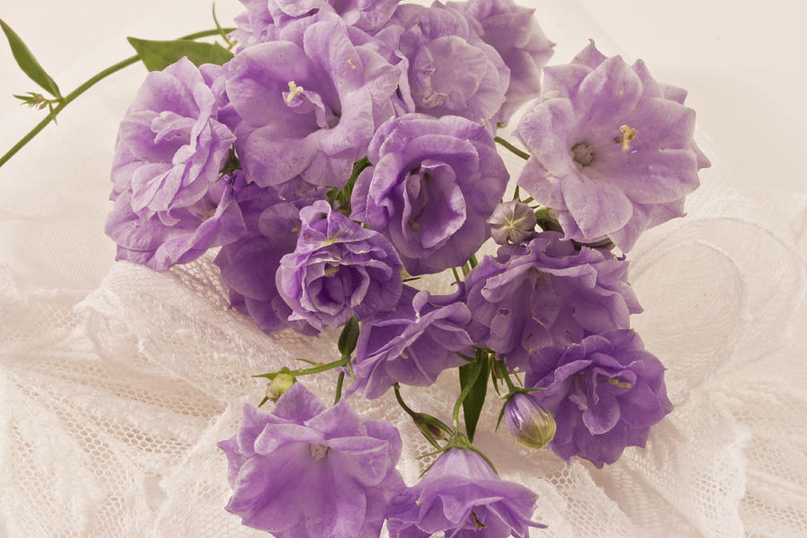 Lavender And Lace  Photograph by Sandra Foster