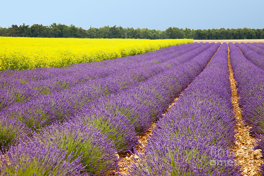 Lavender and Mustard Photograph by Brian Jannsen