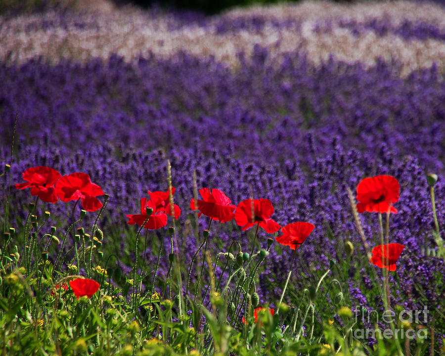 Lavender and Poppies Photograph by Chuck Flewelling