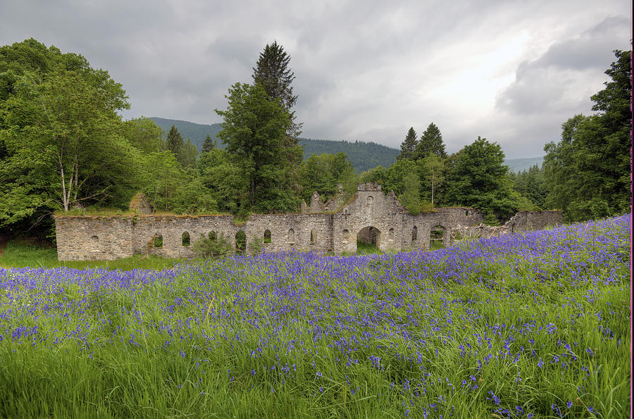 Lavender and ruins Photograph by Matt Swinden