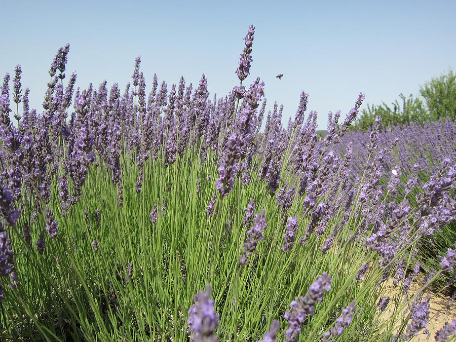 Lavender and the Bee Photograph by Pema Hou