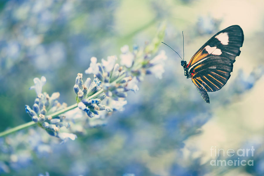 Lavender and the Butterfly Photograph by Juli Scalzi