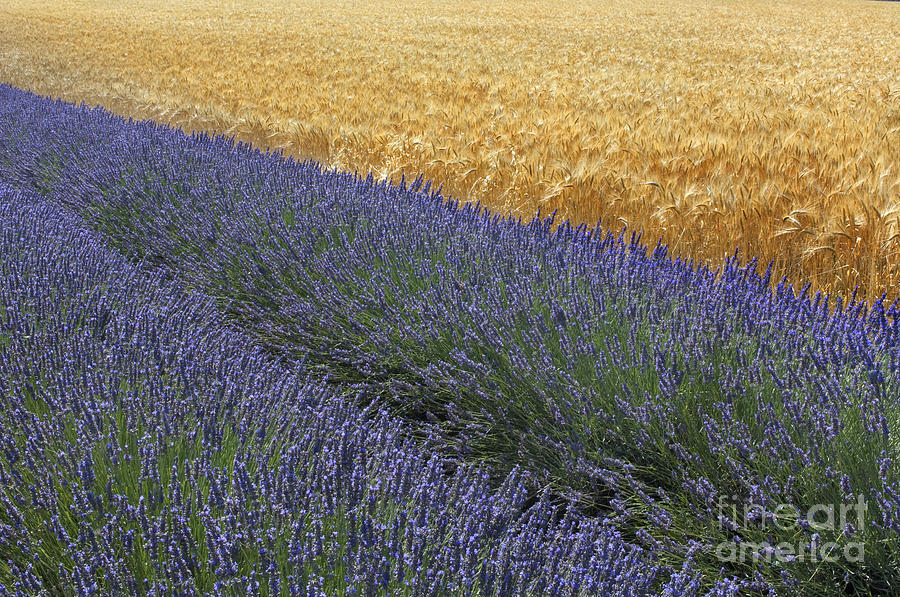 Lavender And Wheat, France Photograph by John Shaw Lavender And Wheat, France Photograph by John Shaw