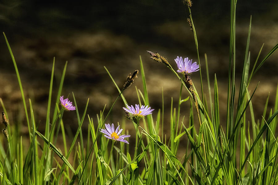 Lavender Aster Photograph by Belinda Greb