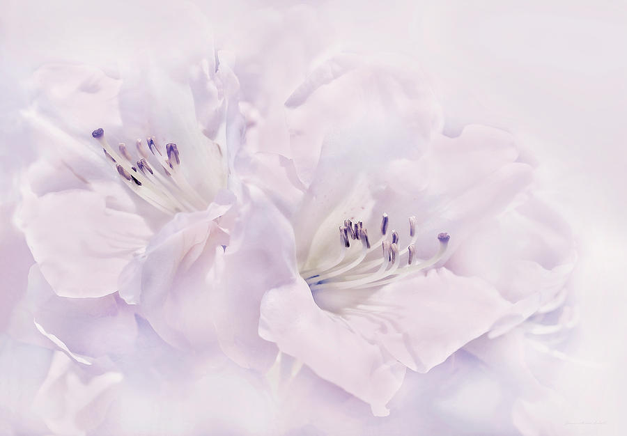 Spring Photograph - Lavender Azalea Flowers by Jennie Marie Schell