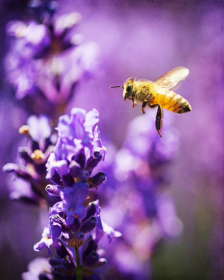 Flowers Still Life Photograph - Lavender Bee Flying by Vicki Jauron