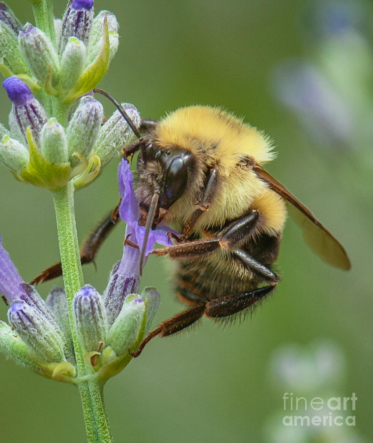 Lavender Bee Photograph by Jim Moore