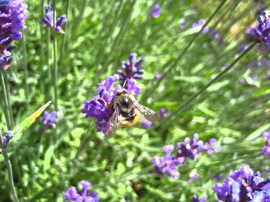 Lavender Bee Photograph by Kathy Bassett