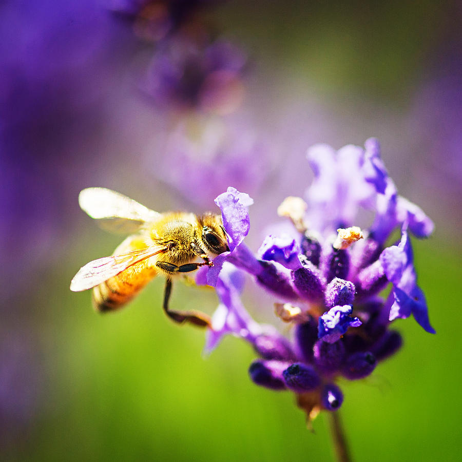 Best Lavender For Bees Lavender Plant