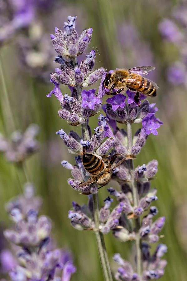 Lavender Bees Photograph by Kathleen Bishop