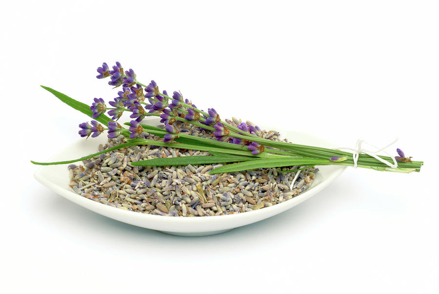 Flower Photograph - Lavender by Bildagentur-online/th Foto/science Photo Library