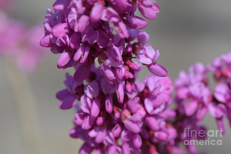 Purple Springtime Blooms Photograph